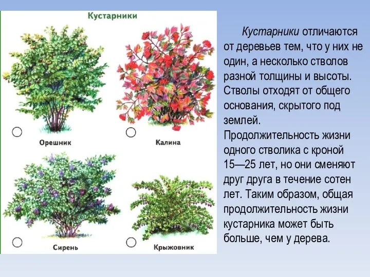 Кустарники отличаются от деревьев тем, что у них не один, а