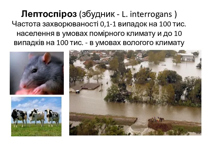 Лептоспіроз (збудник - L. interrogans ) Частота захворюваності 0,1-1 випадок на