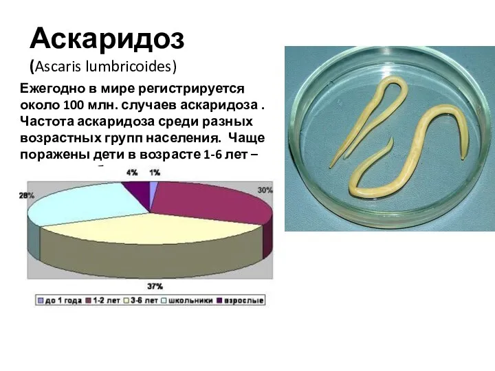 Аскаридоз (Ascaris lumbricoides) Ежегодно в мире регистрируется около 100 млн. случаев