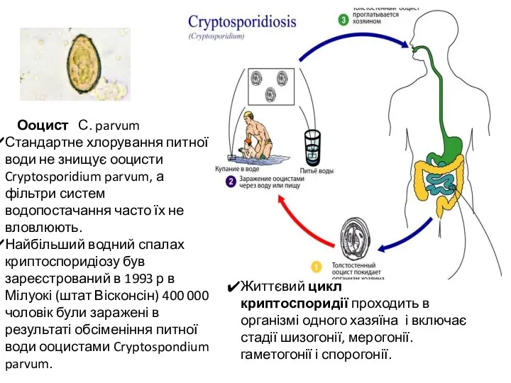 Ооцист С. parvum Життєвий цикл криптоспоридії проходить в організмі одного хазяїна