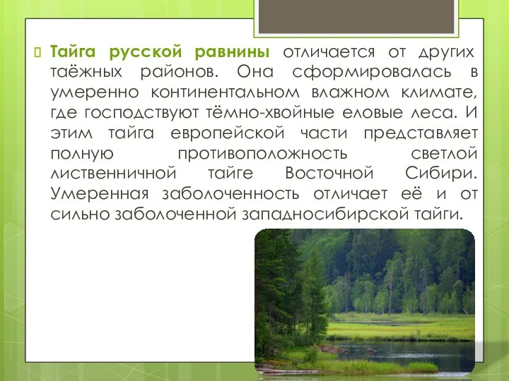 Тайга русской равнины отличается от других таёжных районов. Она сформировалась в