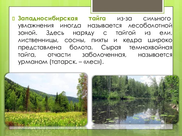 Западносибирская тайга из-за сильного увлажнения иногда называется лесоболотной зоной. Здесь наряду