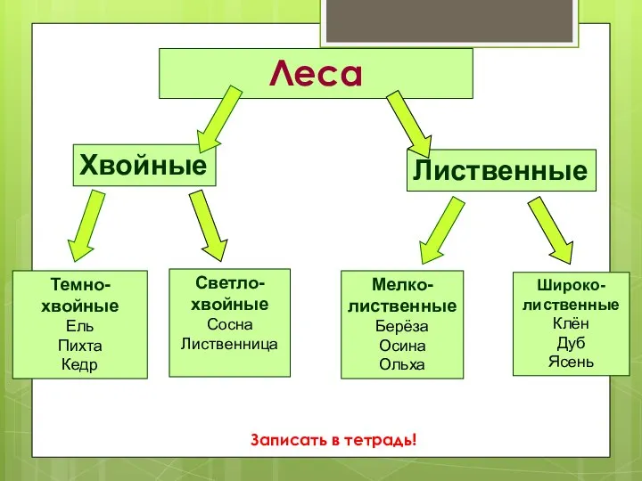 Леса Хвойные Лиственные Темно-хвойные Ель Пихта Кедр Светло- хвойные Сосна Лиственница