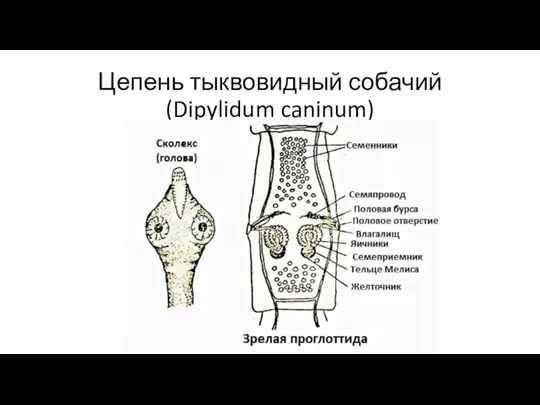 Цепень тыквовидный собачий (Dipylidum caninum)