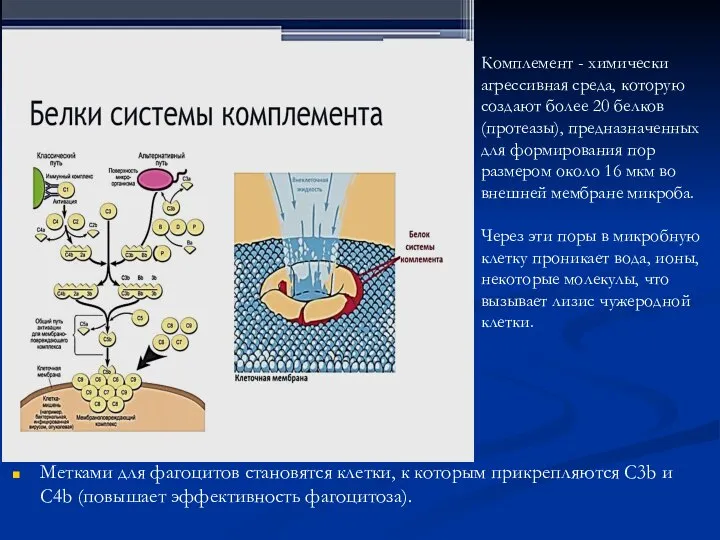 Метками для фагоцитов становятся клетки, к которым прикрепляются С3b и С4b