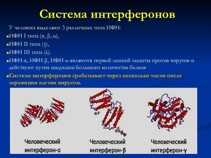 Система интерферонов У человека выделяют 3 различных типа ИФН: ИФН I