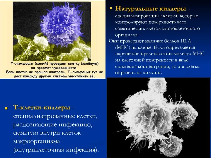 Т-клетки-киллеры - специализированные клетки, распознающие инфекцию, скрытую внутри клеток макроорганизма (внутриклеточная