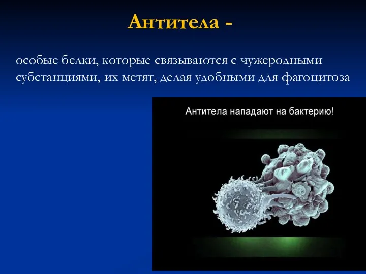 Антитела - особые белки, которые связываются с чужеродными субстанциями, их метят, делая удобными для фагоцитоза