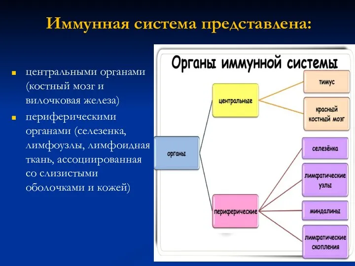 Иммунная система представлена: цен­тральными органами (костный мозг и вилочковая железа) периферическими