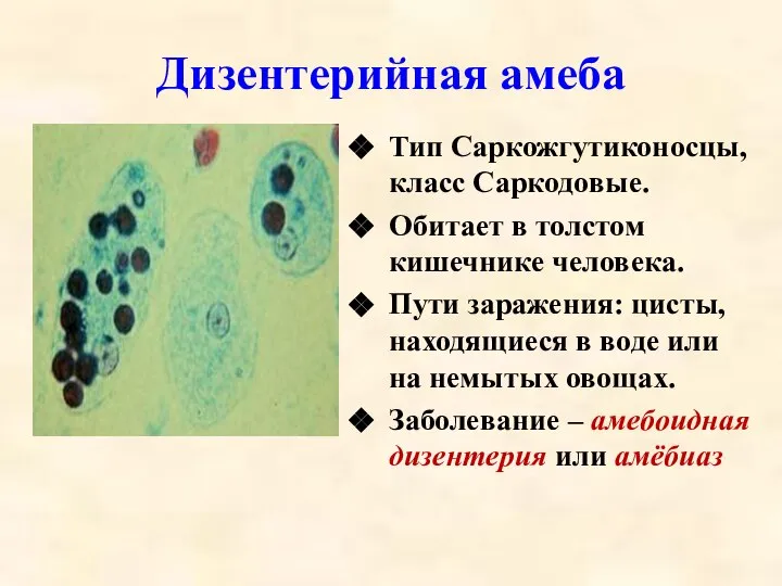 Дизентерийная амеба Тип Саркожгутиконосцы, класс Саркодовые. Обитает в толстом кишечнике человека.