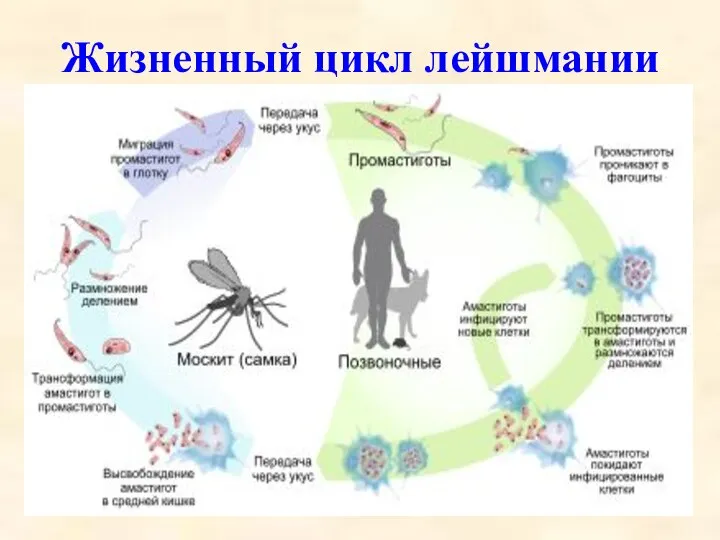 Жизненный цикл лейшмании