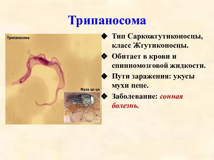 Трипаносома Тип Саркожгутиконосцы, класс Жгутиконосцы. Обитает в крови и спинномозговой жидкости.