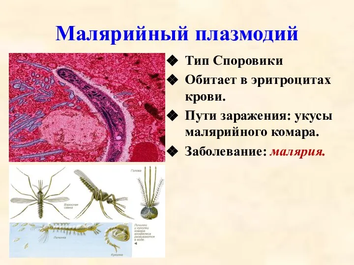 Малярийный плазмодий Тип Споровики Обитает в эритроцитах крови. Пути заражения: укусы малярийного комара. Заболевание: малярия.