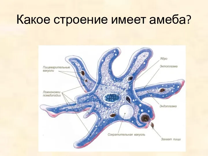 Какое строение имеет амеба?