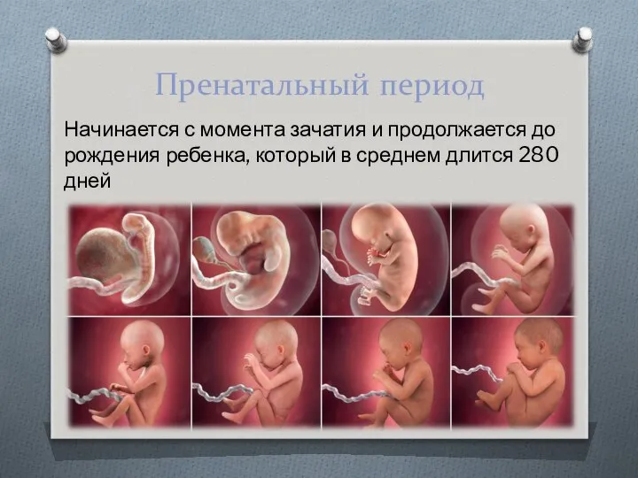 Пренатальный период Начинается с момента зачатия и продолжается до рождения ребенка,