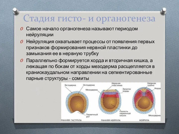 Стадия гисто- и органогенеза Самое начало органогенеза называют периодом нейруляции Нейруляция