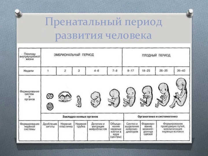 Пренатальный период развития человека