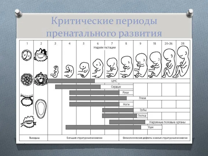 Критические периоды пренатального развития