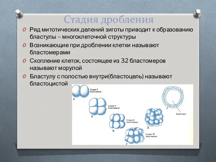 Стадия дробления Ряд митотических делений зиготы приводит к образованию бластулы –