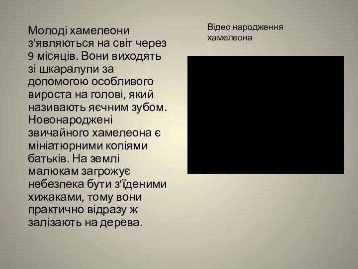 Молоді хамелеони з'являються на світ через 9 місяців. Вони виходять зі