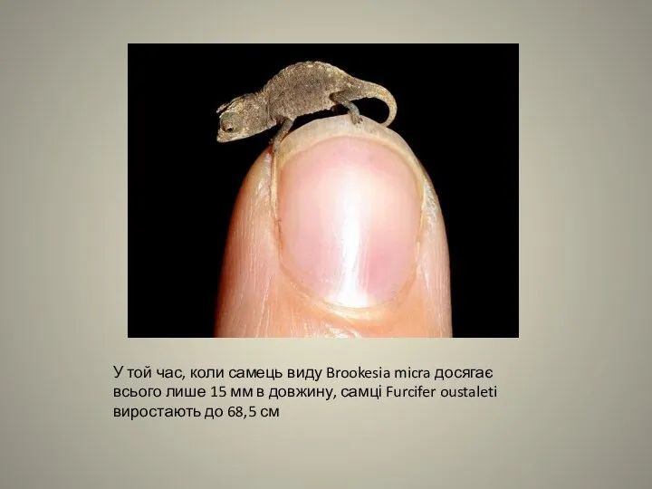 У той час, коли самець виду Brookesia micra досягає всього лише