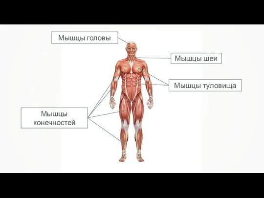 Мышцы головы Мышцы туловища Мышцы конечностей Мышцы шеи