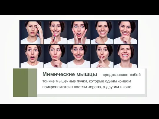 Мимические мышцы — представляют собой тонкие мышечные пучки, которые одним концом