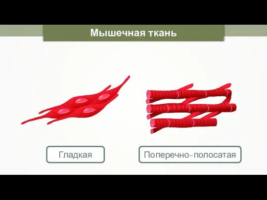 Мышечная ткань Гладкая Поперечно-полосатая