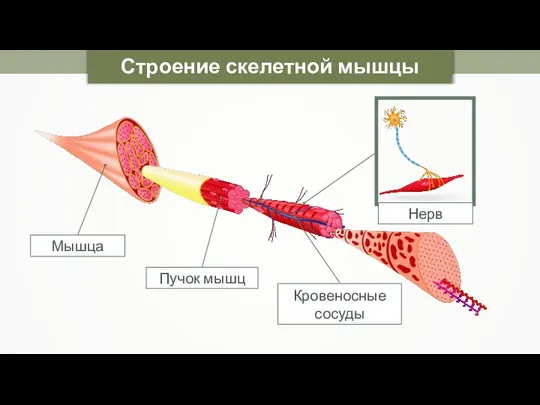 Строение скелетной мышцы Нерв