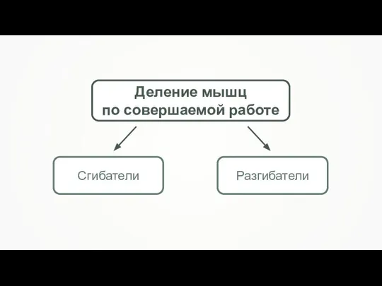 Деление мышц по совершаемой работе