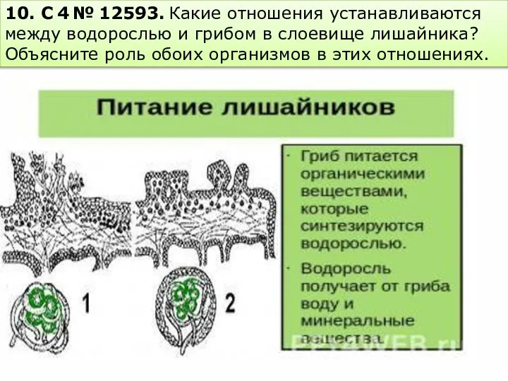 10. C 4 № 12593. Какие отношения устанавливаются между водорослью и