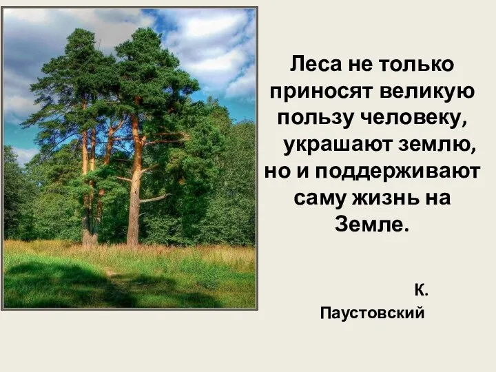 Леса не только приносят великую пользу человеку, украшают землю, но и