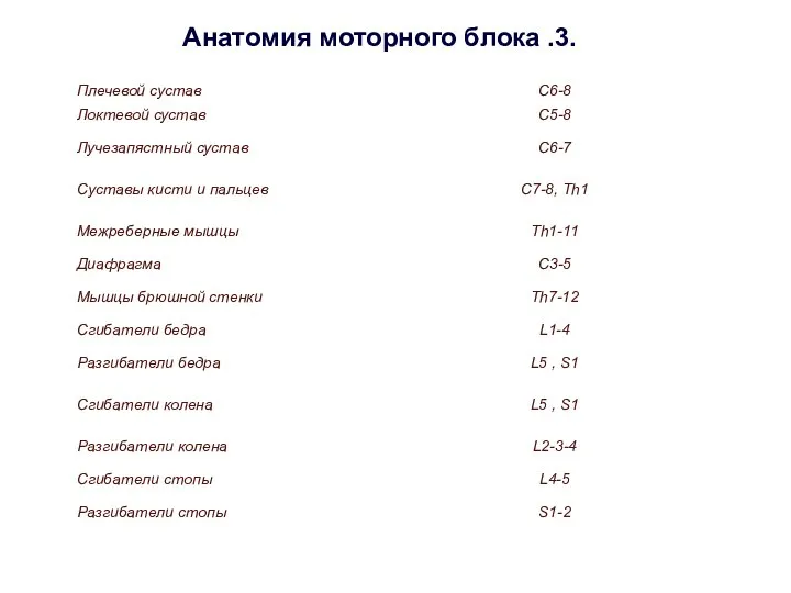 Анатомия моторного блока .3. е