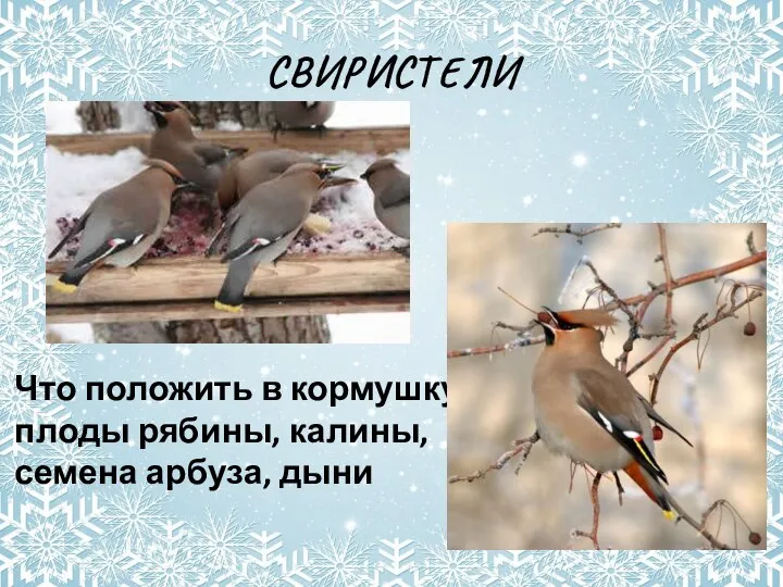 СВИРИСТЕЛИ Что положить в кормушку: плоды рябины, калины, семена арбуза, дыни