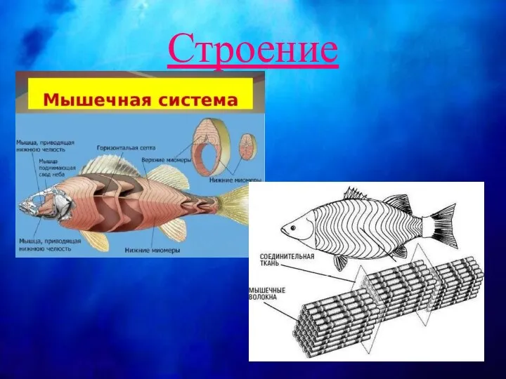 Строение