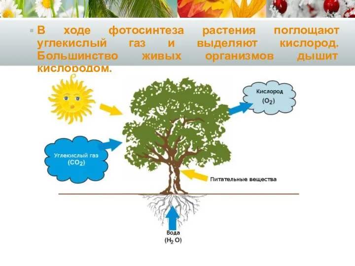 В ходе фотосинтеза растения поглощают углекислый газ и выделяют кислород. Большинство живых организмов дышит кислородом.