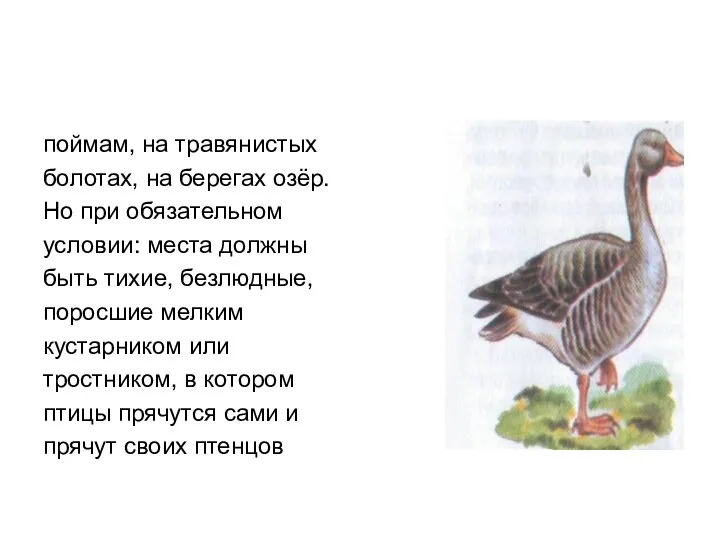 поймам, на травянистых болотах, на берегах озёр. Но при обязательном условии: