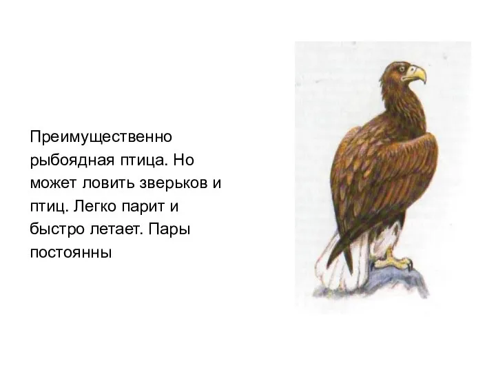 Преимущественно рыбоядная птица. Но может ловить зверьков и птиц. Легко парит и быстро летает. Пары постоянны