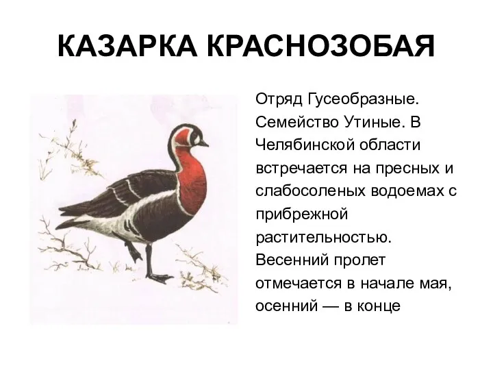 КАЗАРКА КРАСНОЗОБАЯ Отряд Гусеобразные. Семейство Утиные. В Челябинской области встречается на