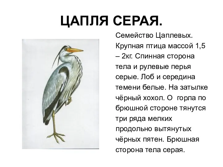 ЦАПЛЯ СЕРАЯ. Семейство Цаплевых. Крупная птица массой 1,5 – 2кг. Спинная