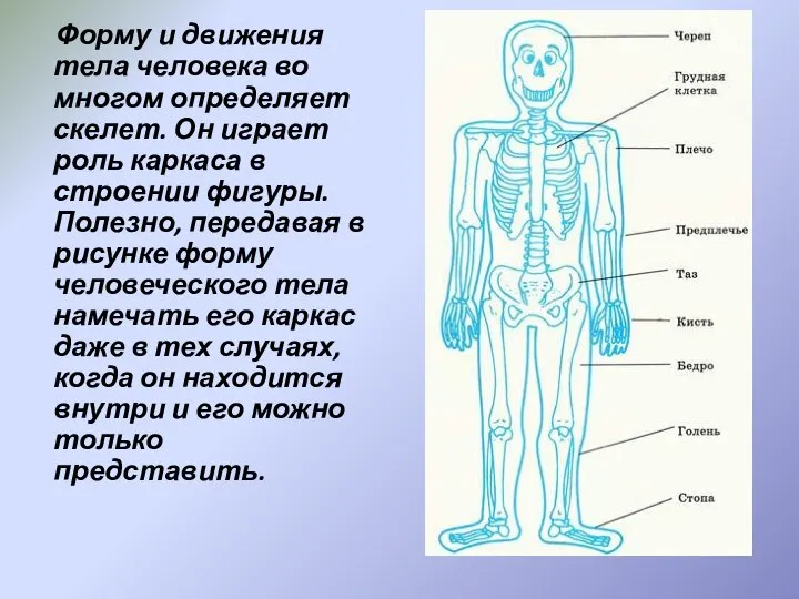 Форму и движения тела человека во многом определяет скелет. Он играет