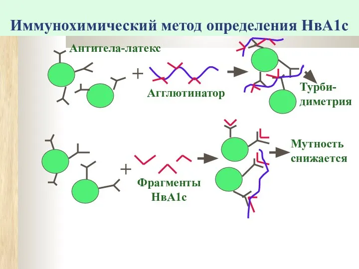 Иммунохимический метод определения НвА1с + Антитела-латекс Агглютинатор Турби-диметрия + Мутность снижается Фрагменты НвА1с