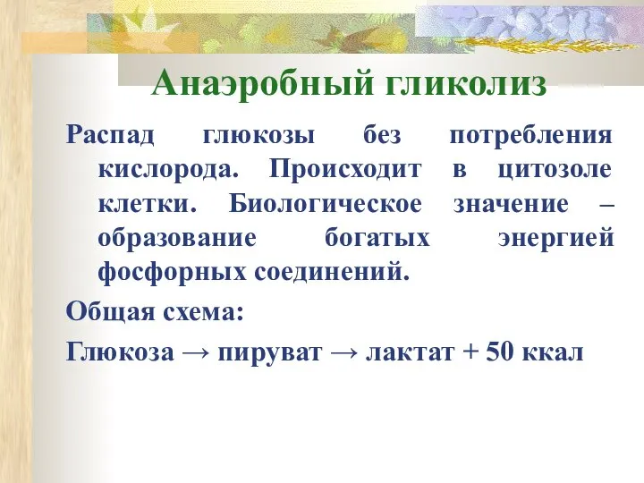 Анаэробный гликолиз Распад глюкозы без потребления кислорода. Происходит в цитозоле клетки.