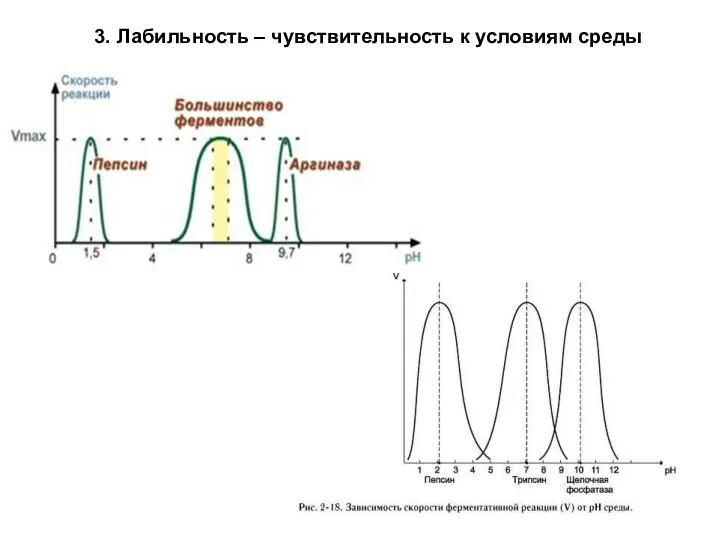 3. Лабильность – чувствительность к условиям среды