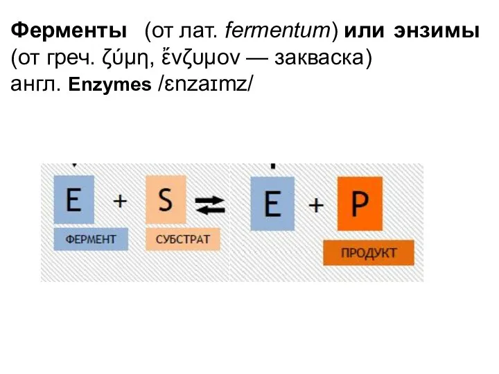 Ферменты (от лат. fermentum) или энзимы (от греч. ζύμη, ἔνζυμον — закваска) англ. Enzymes /ɛnzaɪmz/