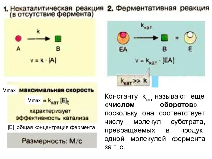 Vmax Константу kкат называют еще «числом оборотов» поскольку она соответствует числу