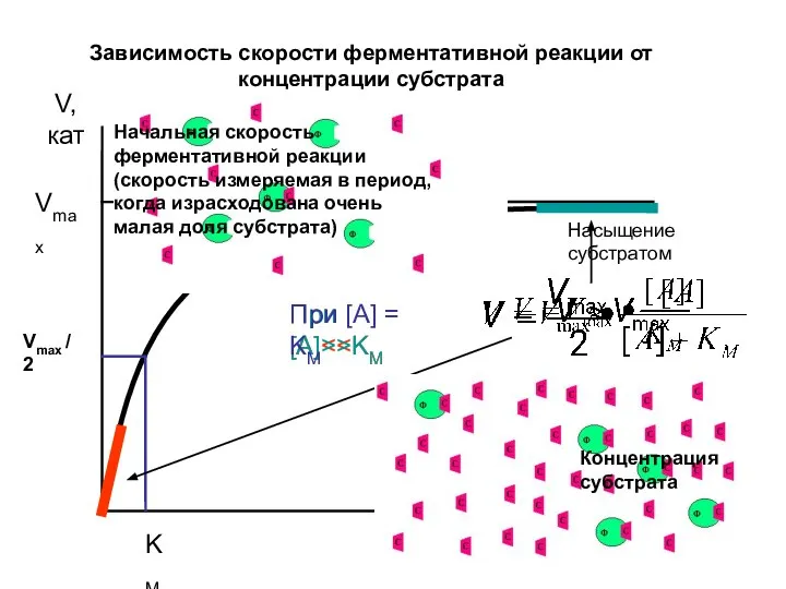 Зависимость скорости ферментативной реакции от концентрации субстрата [А] V, кат Vmax