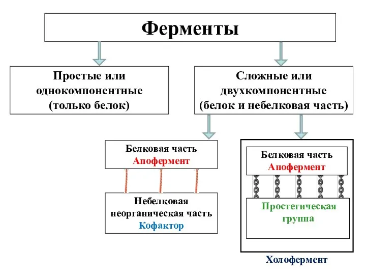 Ферменты Простые или однокомпонентные (только белок) Сложные или двухкомпонентные (белок и