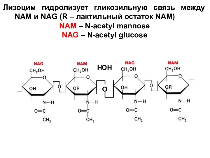 Лизоцим гидролизует гликозильную связь между NAM и NAG (R – лактильный