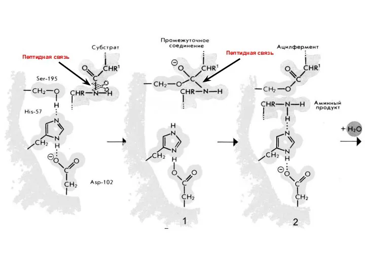 Пептидная связь Пептидная связь